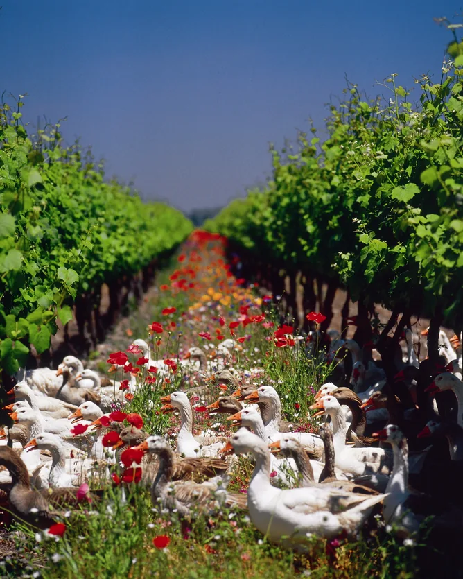 Cono Sur &mdash; verified Organic Wine producer