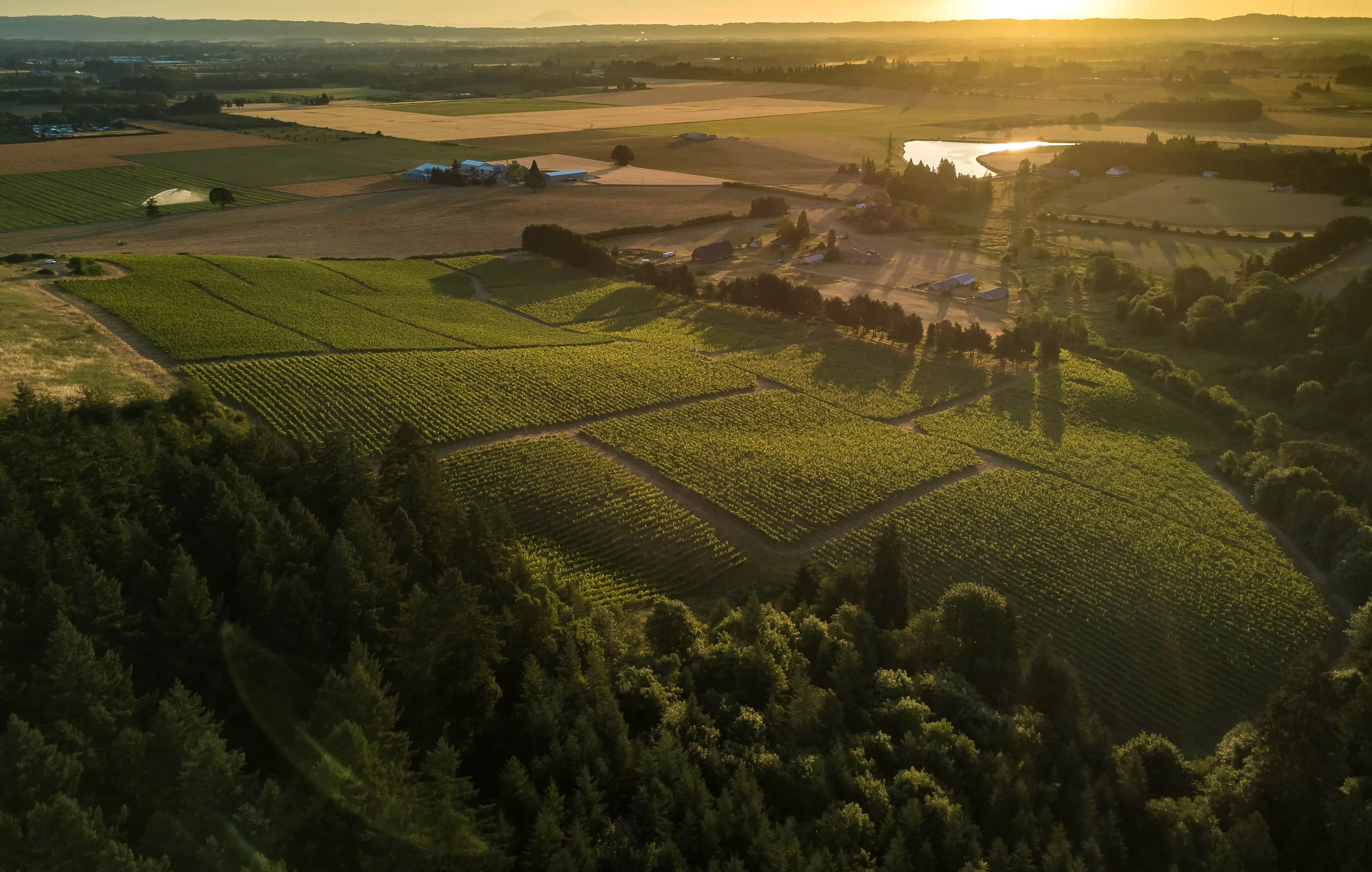 Aerial view at low sun over green vine blocks edged by dark conifer forest, with farmland and a small pond beyond