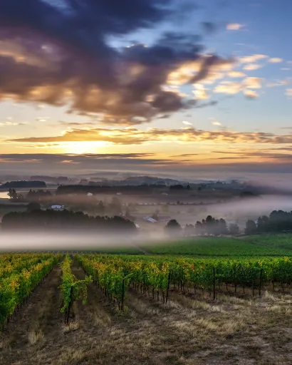 Cooper Mountain Vineyards &mdash; verified Wine producer