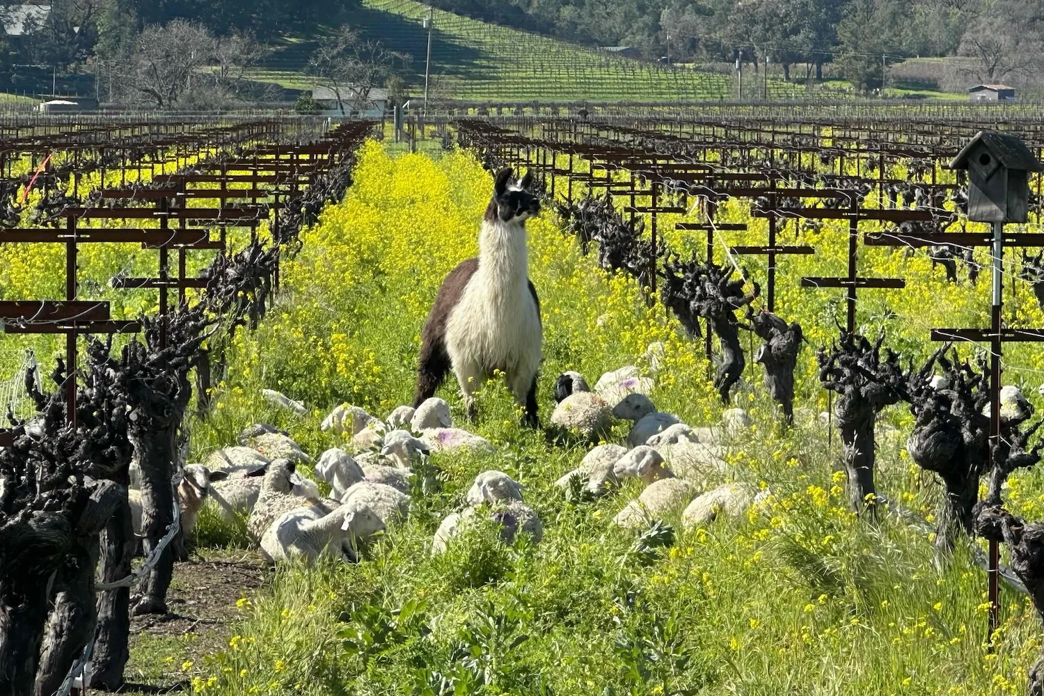 Corison Winery