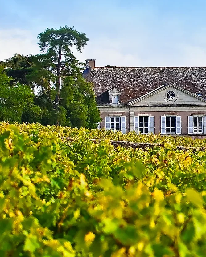 Coulée de Serrant / Nicolas Joly