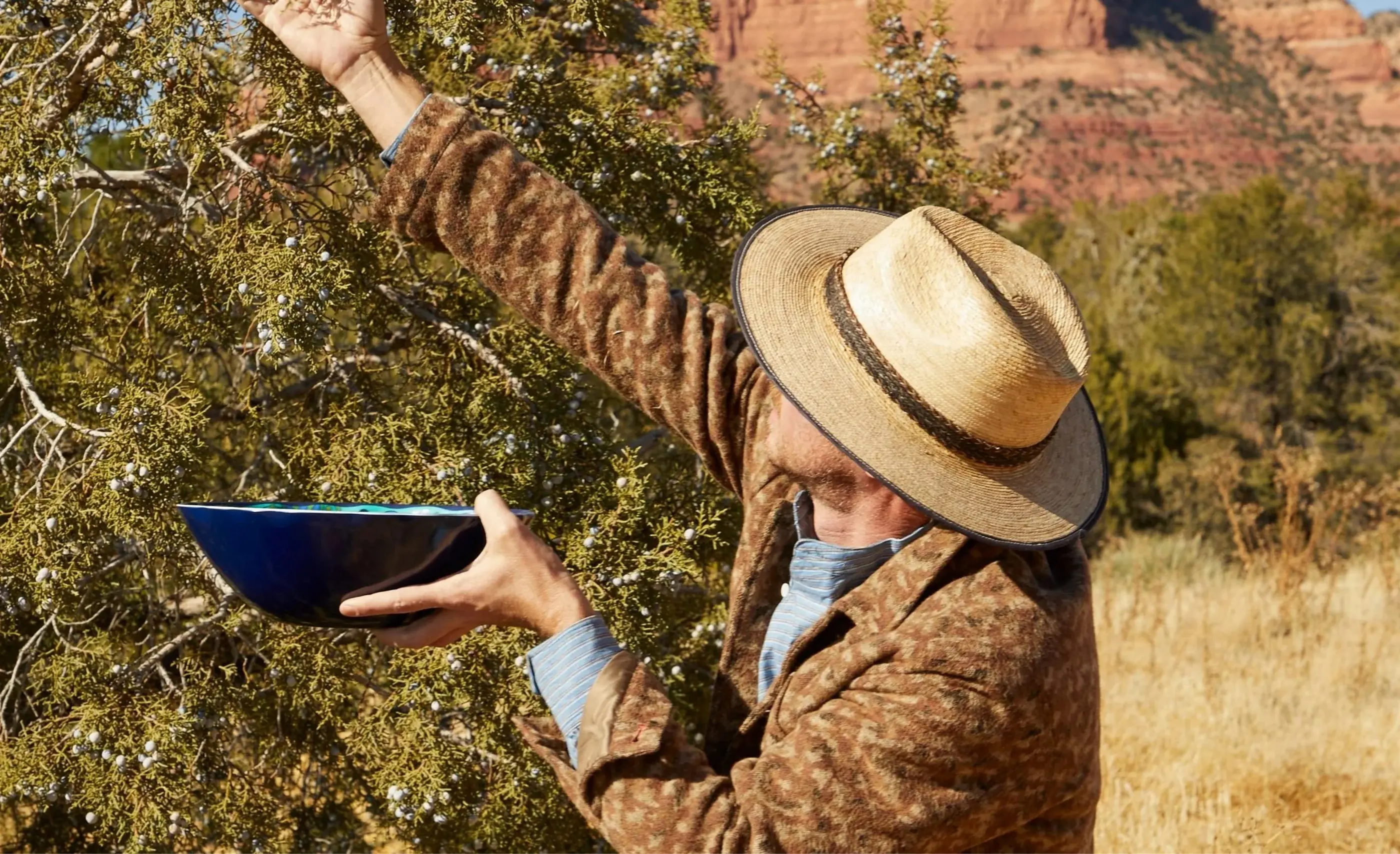 A man in a straw hat and brown wool coat picks juniper berries into a blue bowl, red rock cliffs and dry grass behind