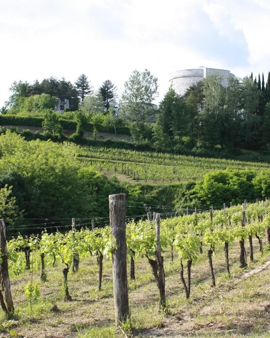 Dario Princic &mdash; verified Wine producer