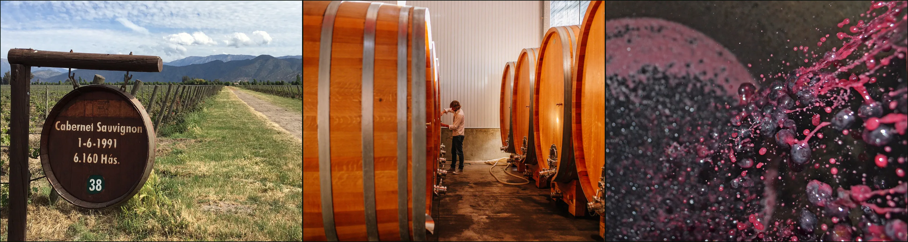 Three photographs: a Cabernet Sauvignon block sign beside vine rows, a man among large oak foudres, black grapes splashing in a vat
