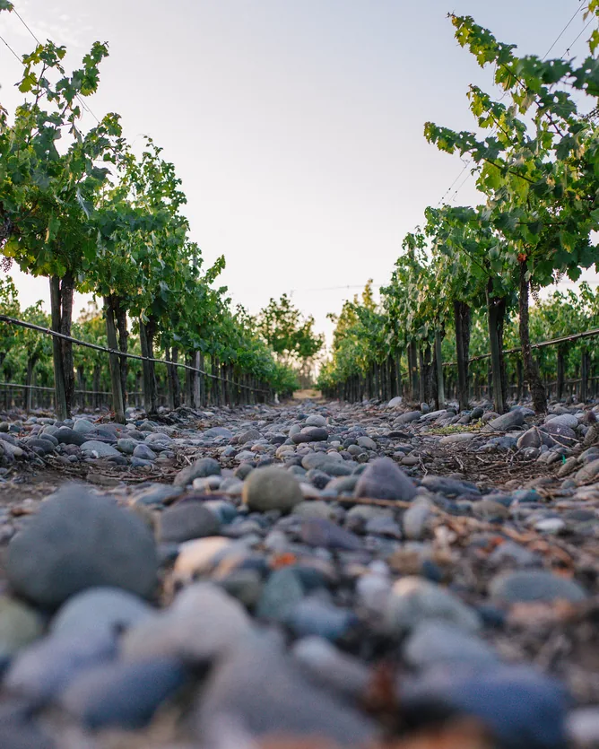 De Martino &mdash; verified Wine producer