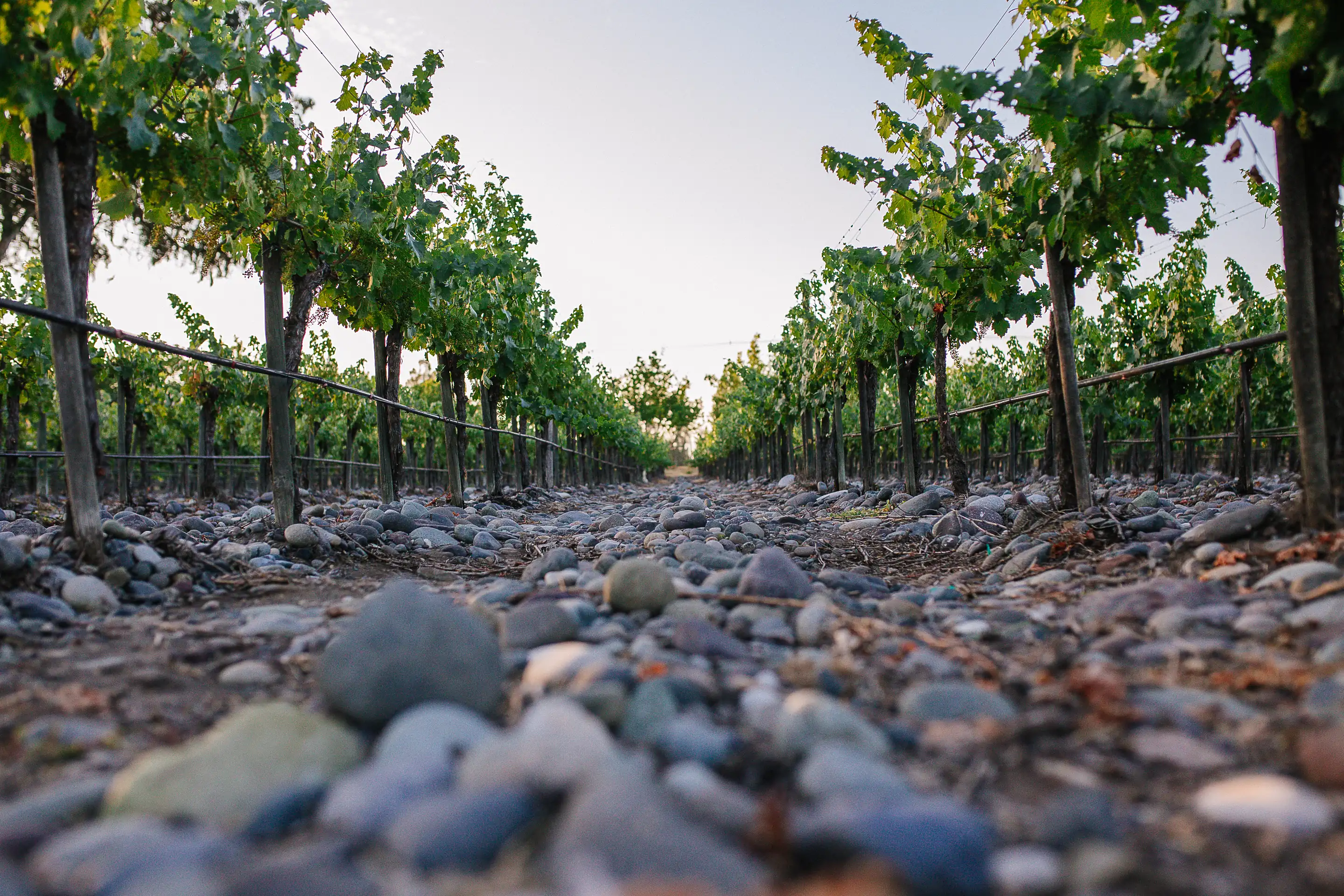 Low view along a stony vine row at De Martino's Santa Inés vineyard in Isla de Maipo, rounded river stones in the foreground