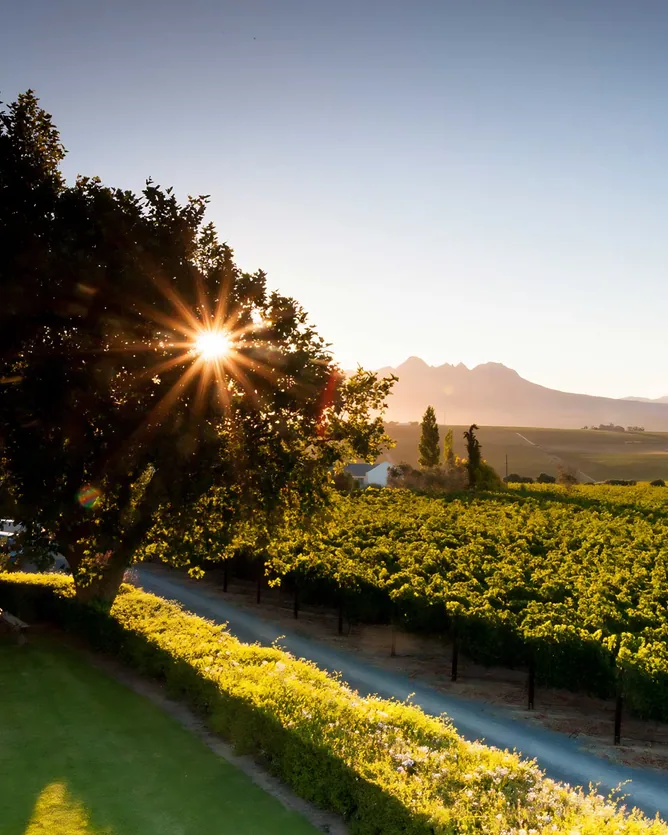 De Toren &mdash; verified Wine producer