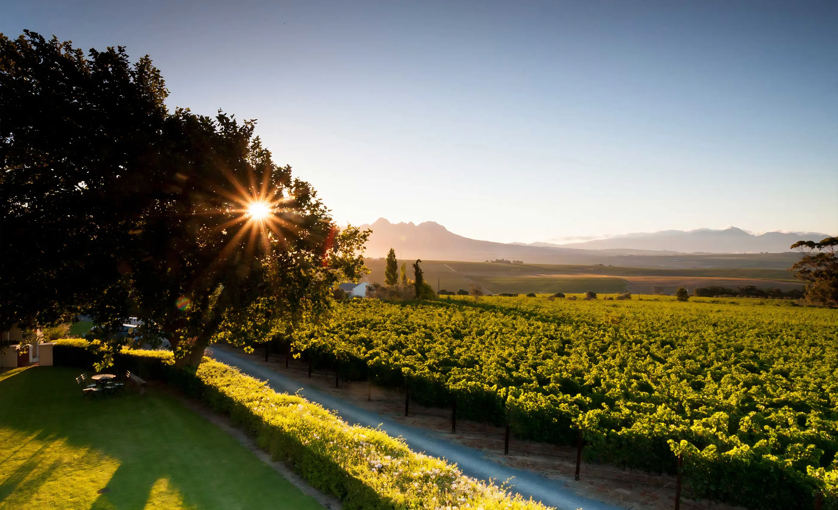 Sun breaking through a large tree above a lawn, a gravel track and vine rows, with mountains on the horizon
