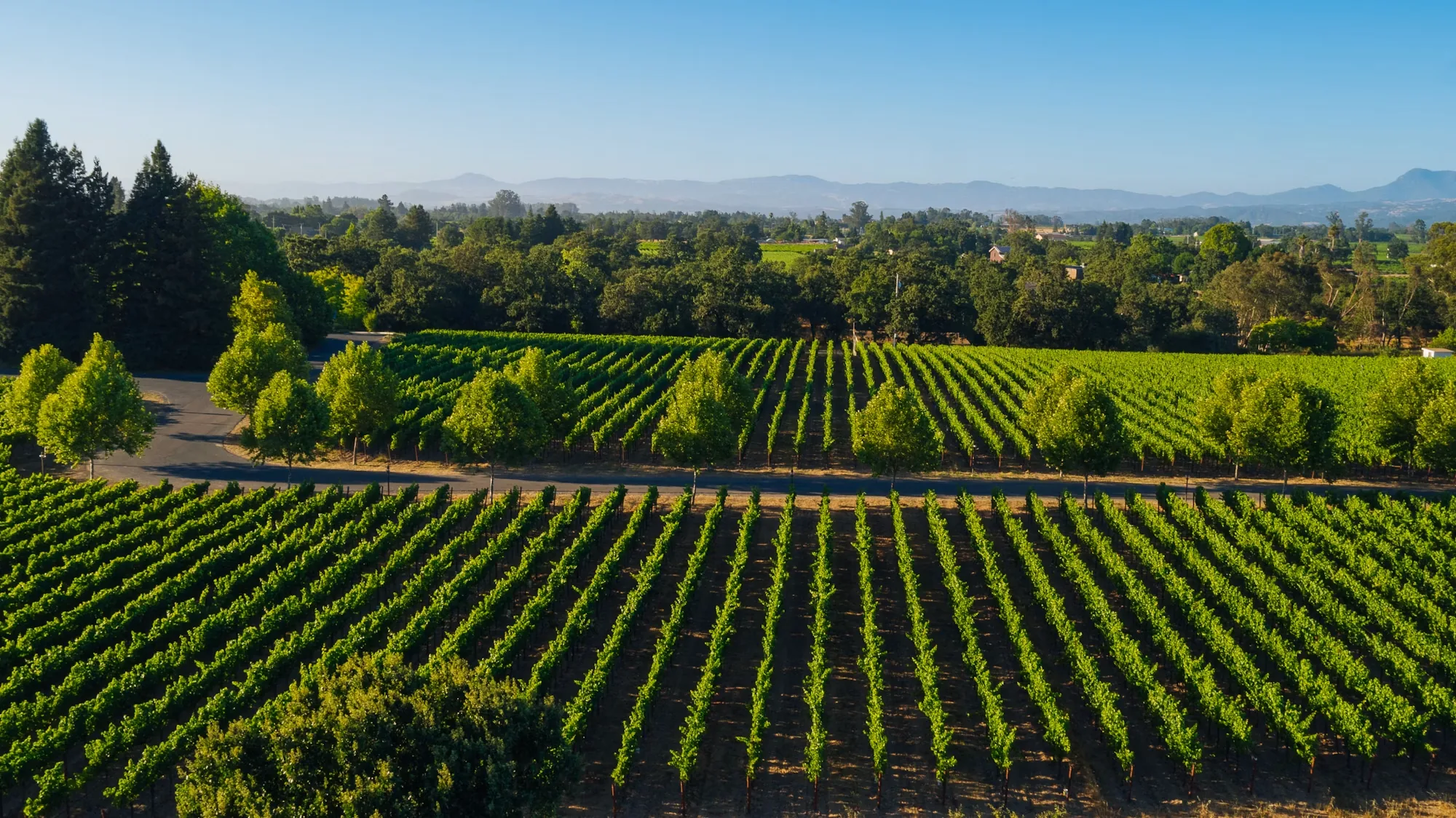 Rows of vines either side of a road lined with young trees, with a wooded valley and distant hills behind