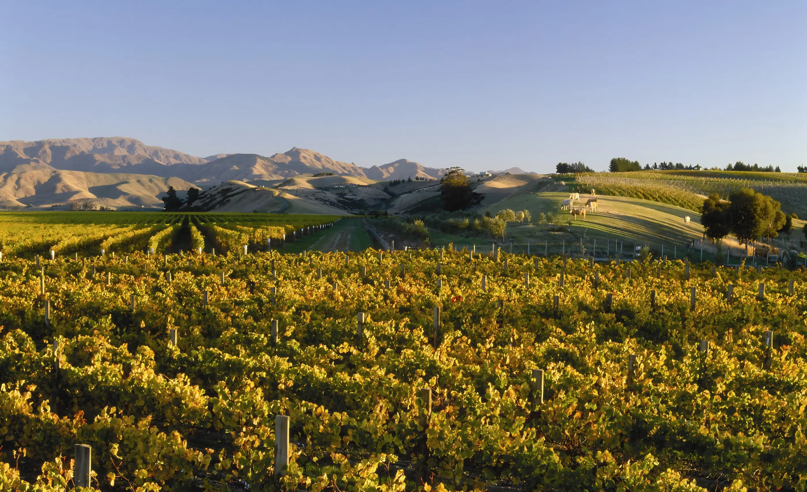 Vines in autumn gold in low sun at Dog Point Vineyard, with grazing animals on a green slope and the Wither Hills behind