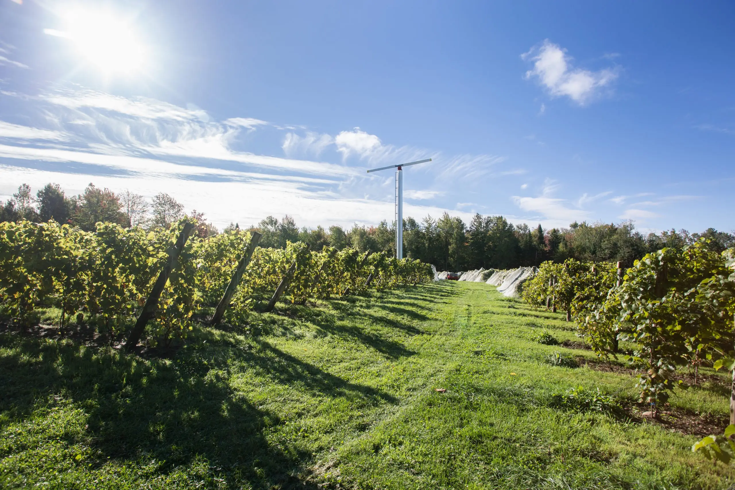 A grassy alley between vine rows leads toward a tall white fan tower, with netting on the vines beyond and trees under a blue sky
