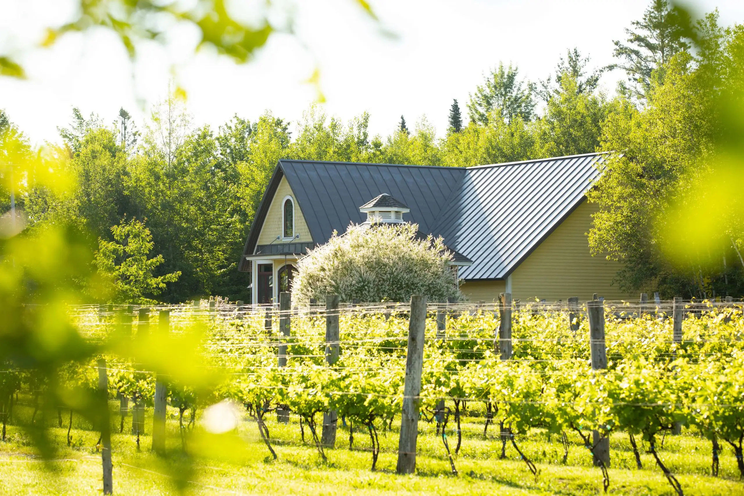 A yellow wooden building with a dark metal roof and cupola behind young vines and a flowering shrub, framed by trees
