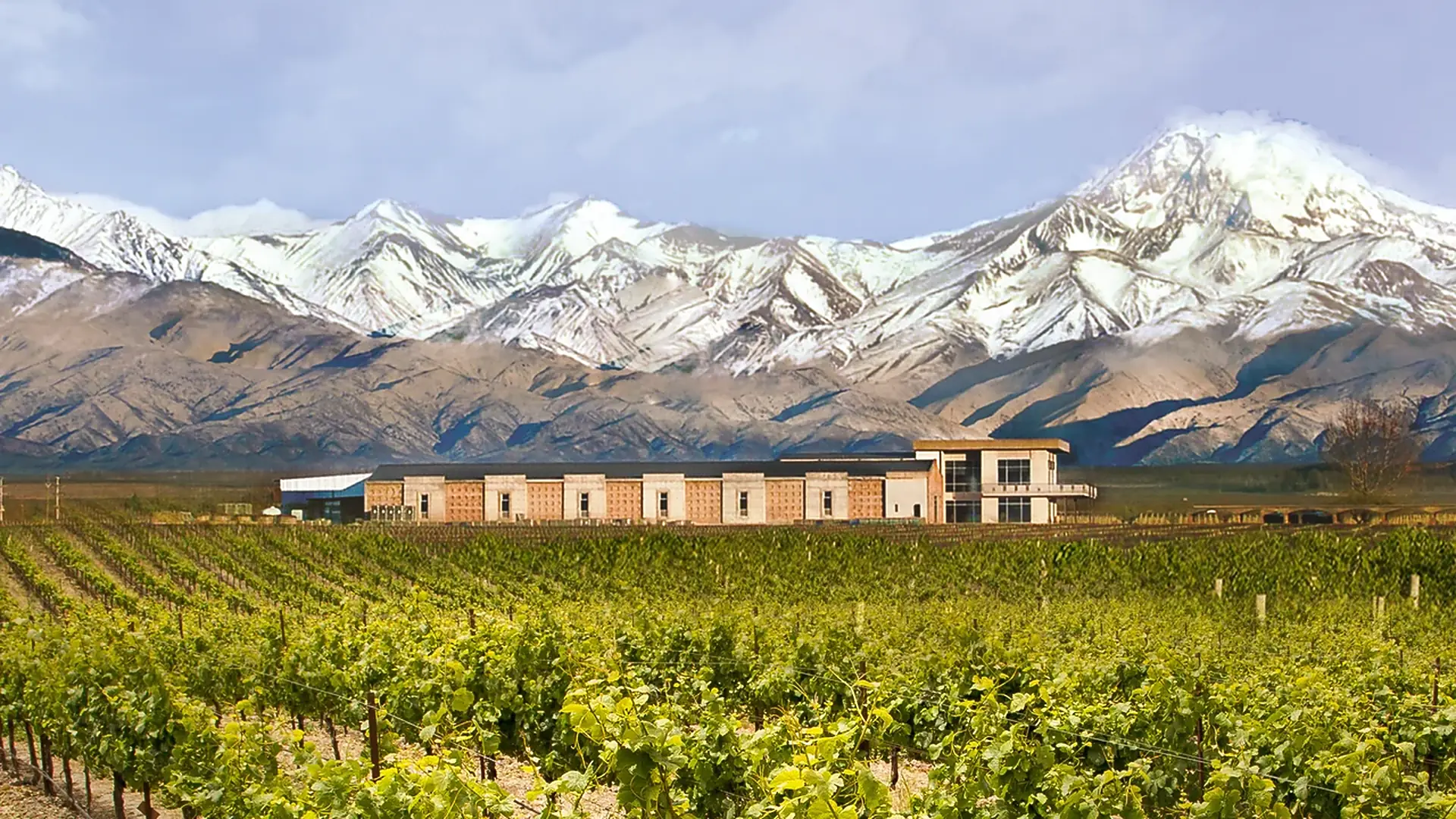 A long, low building with a glass-fronted block among vine rows, a snow-covered mountain range rising behind