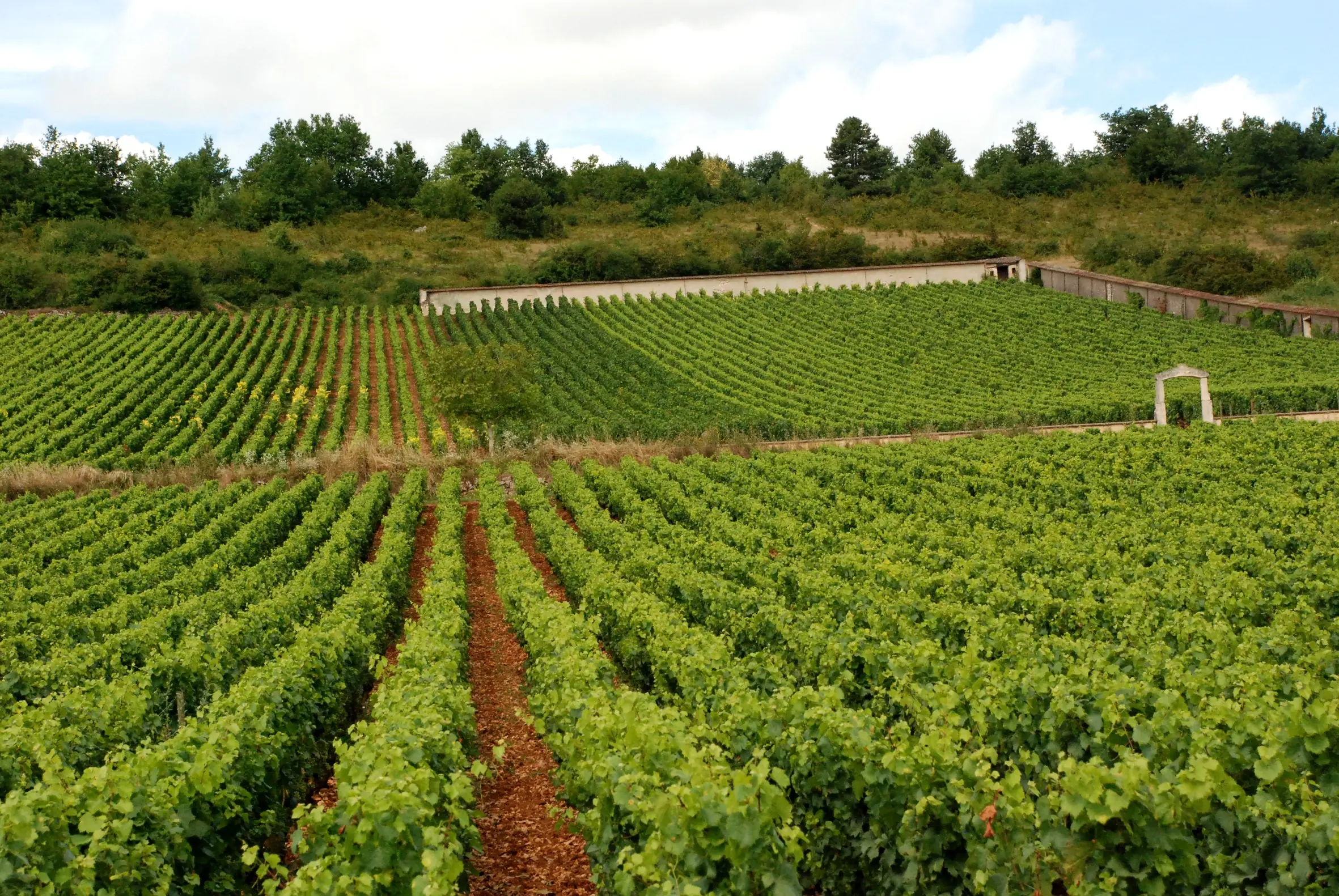 Vine rows on a slope with a long pale wall and a small stone arch among the vines, woods on the ridge above