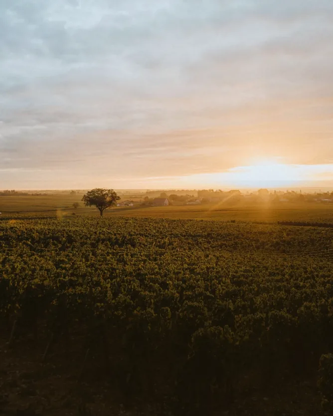 Domaine de Montille