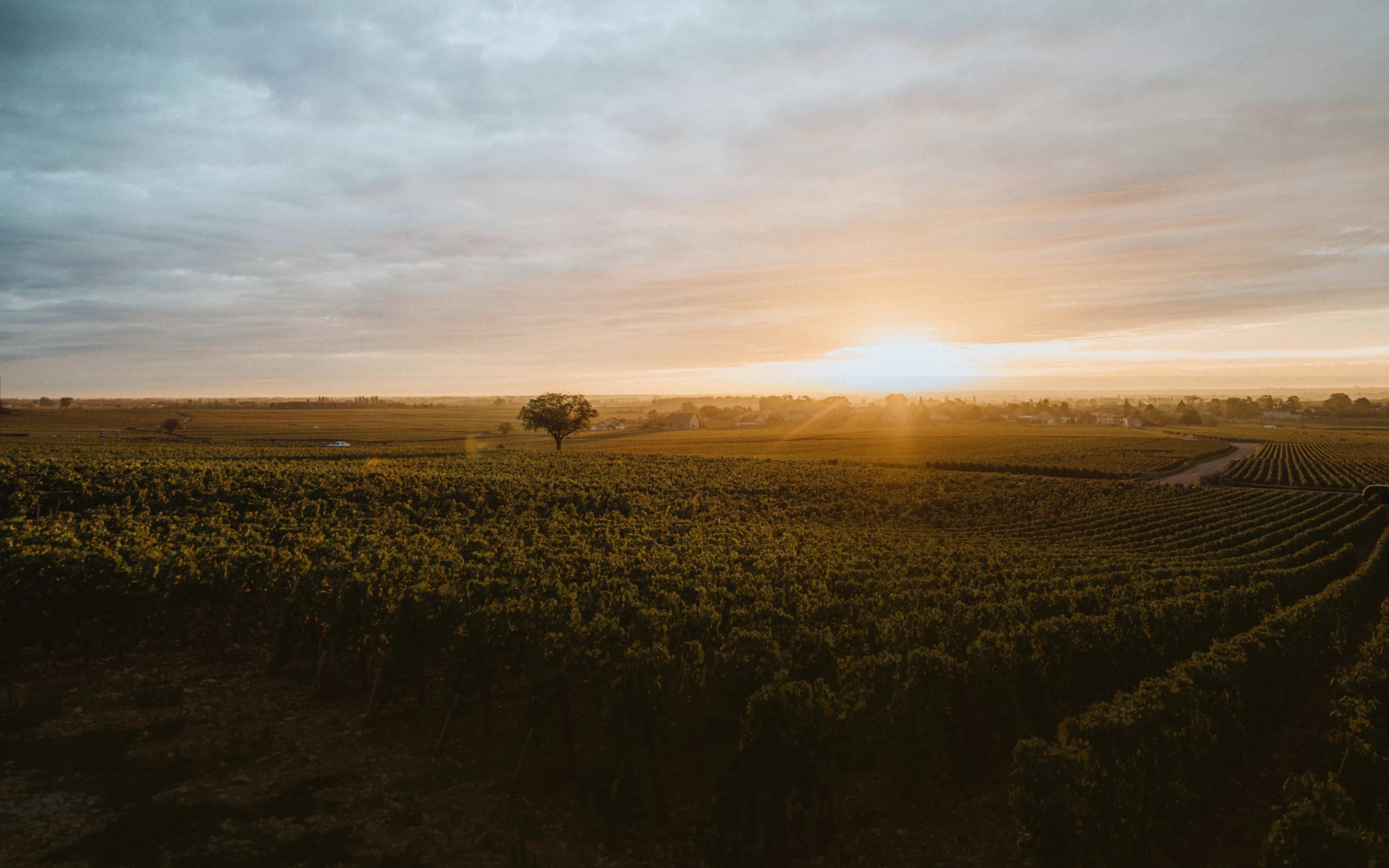 Domaine de Montille
