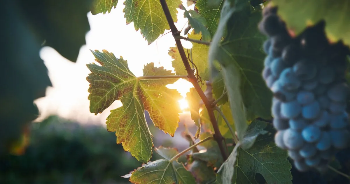 Domaine des Comtes Lafon