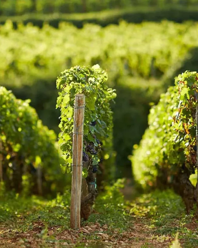 Domaine des Comtes Lafon