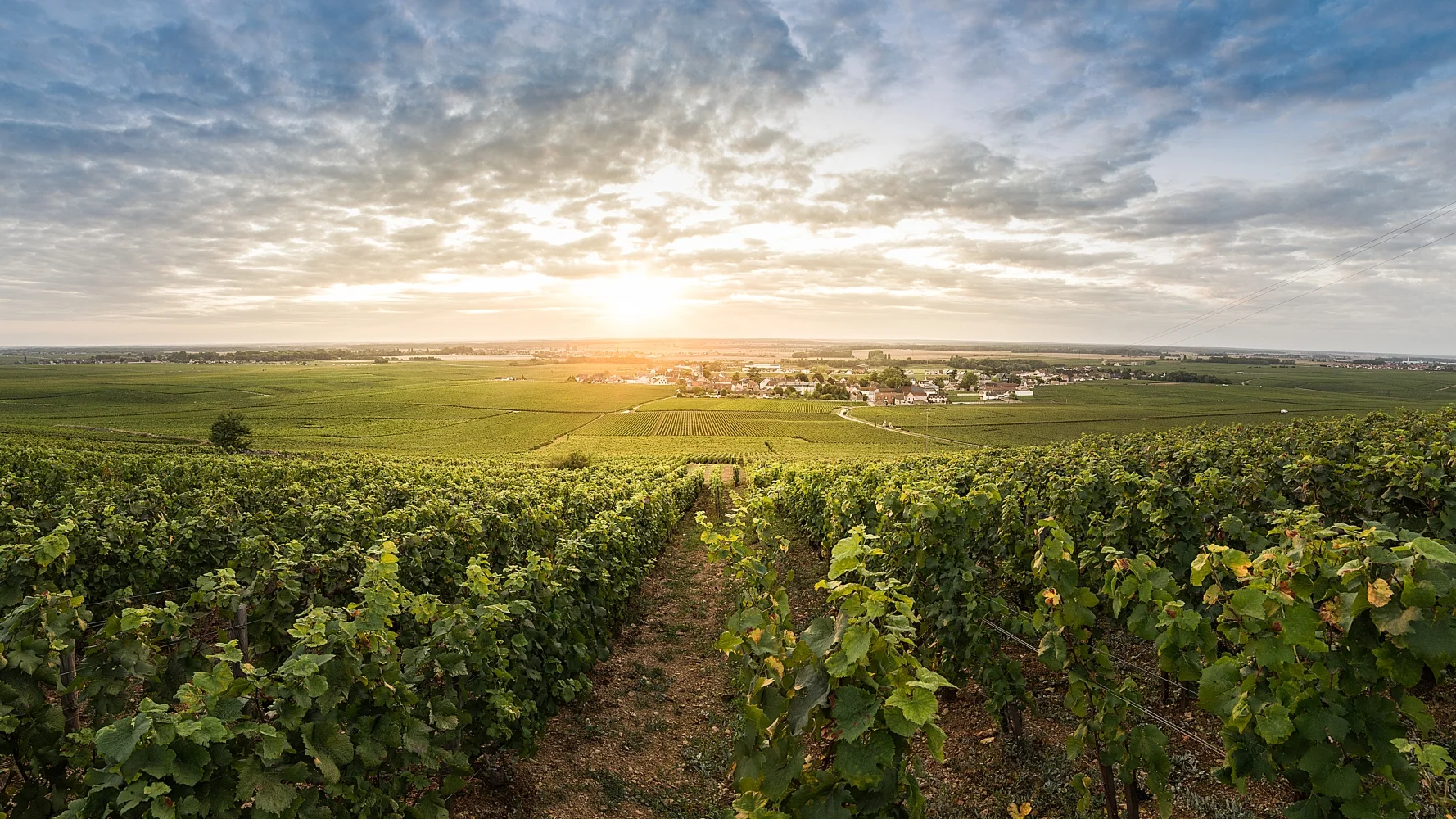 Domaine du Comte Liger-Belair