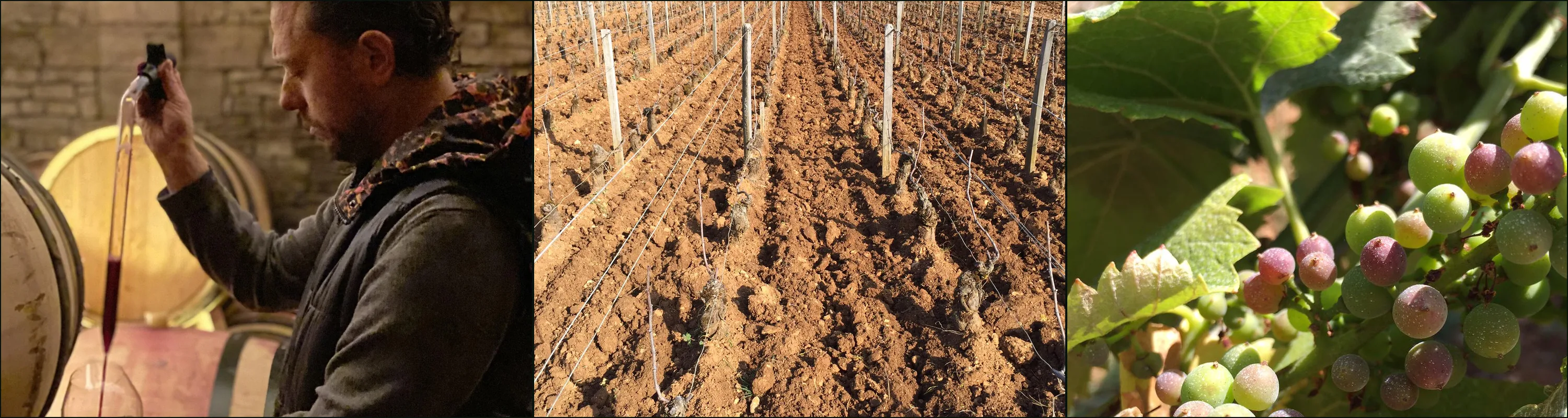 Three photographs: a man drawing red wine from a cask with a glass pipette, freshly turned soil between old pruned vines, grapes turning from green to purple