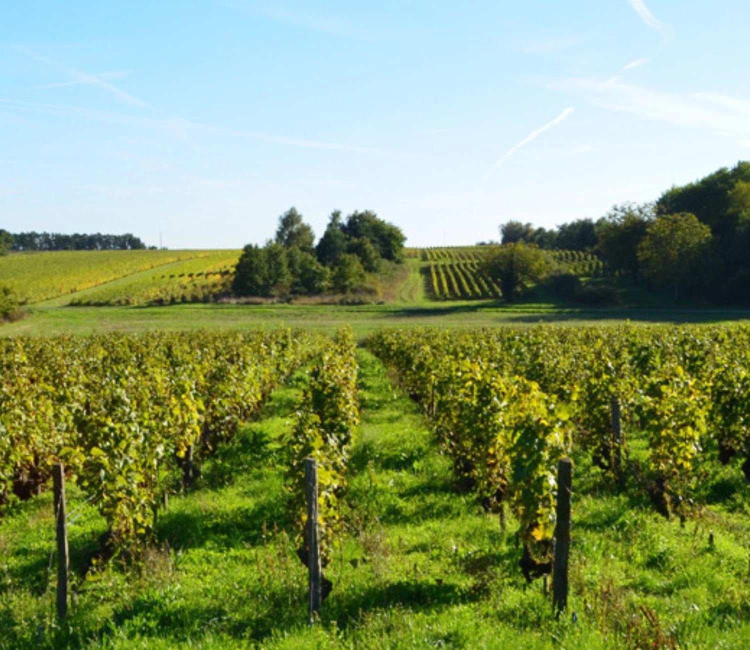 Domaine Fran&ccedil;ois Chidaine