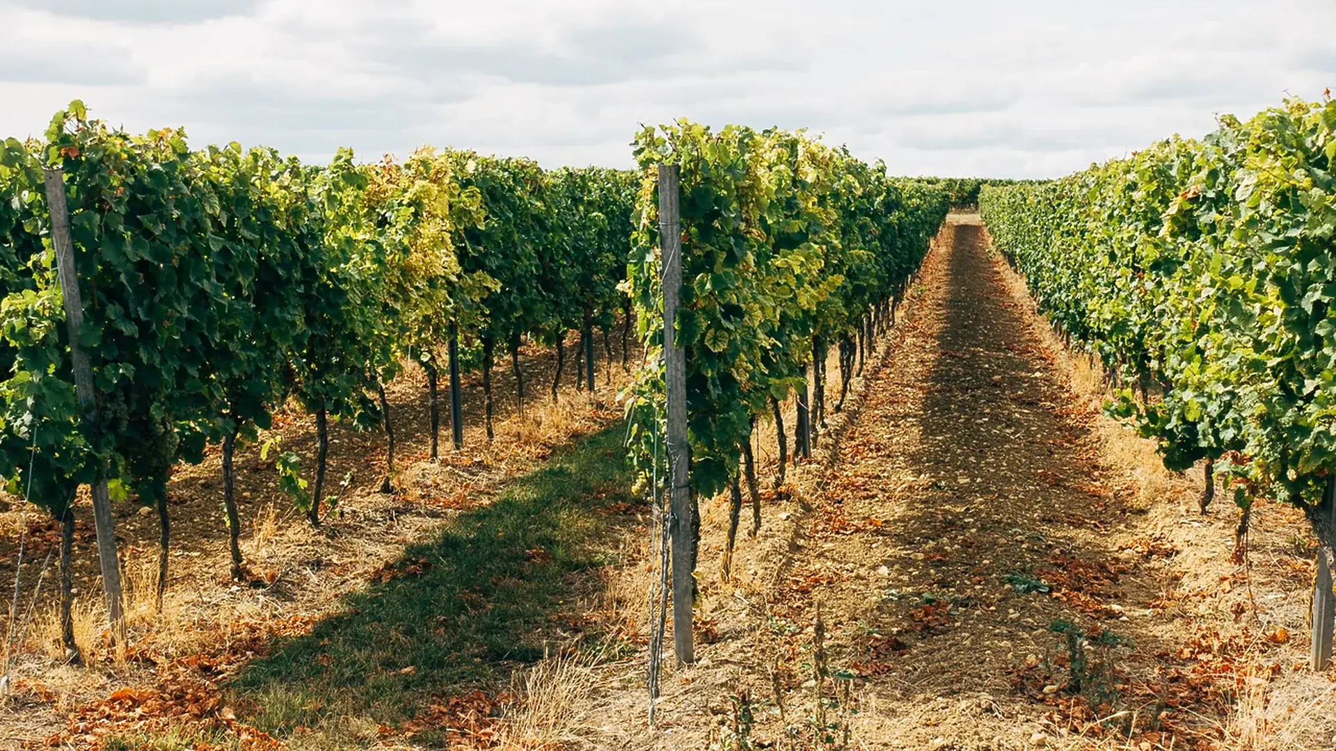 Tall vine rows on posts, one alley grassed and the next bare earth scattered with fallen leaves, under a cloudy sky