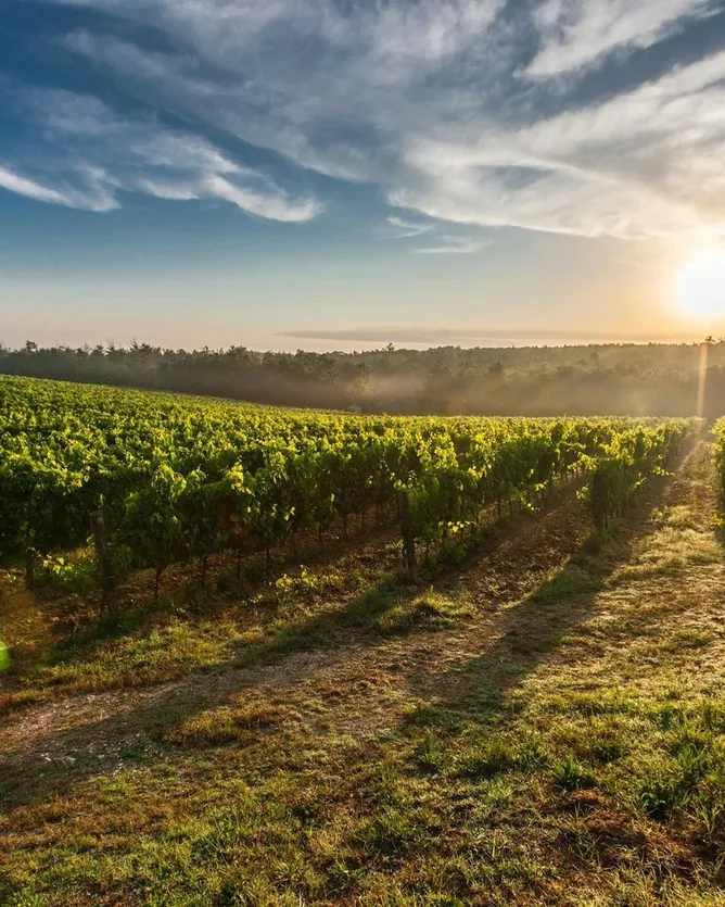 Domaine Gauby &mdash; verified Wine producer