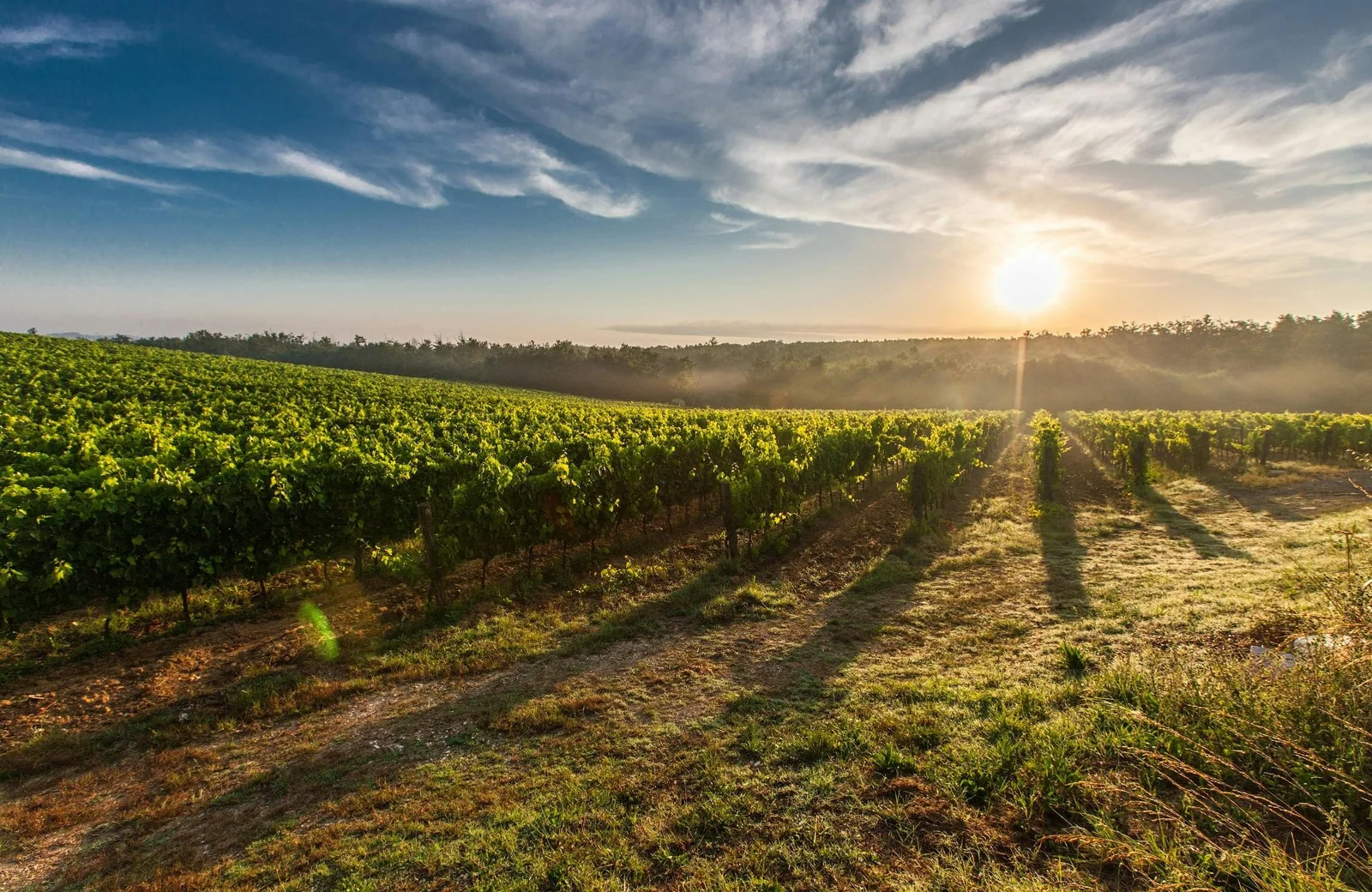 Vine rows on a gentle slope in low sun, with mist over a line of woodland and grass and dry earth in the foreground