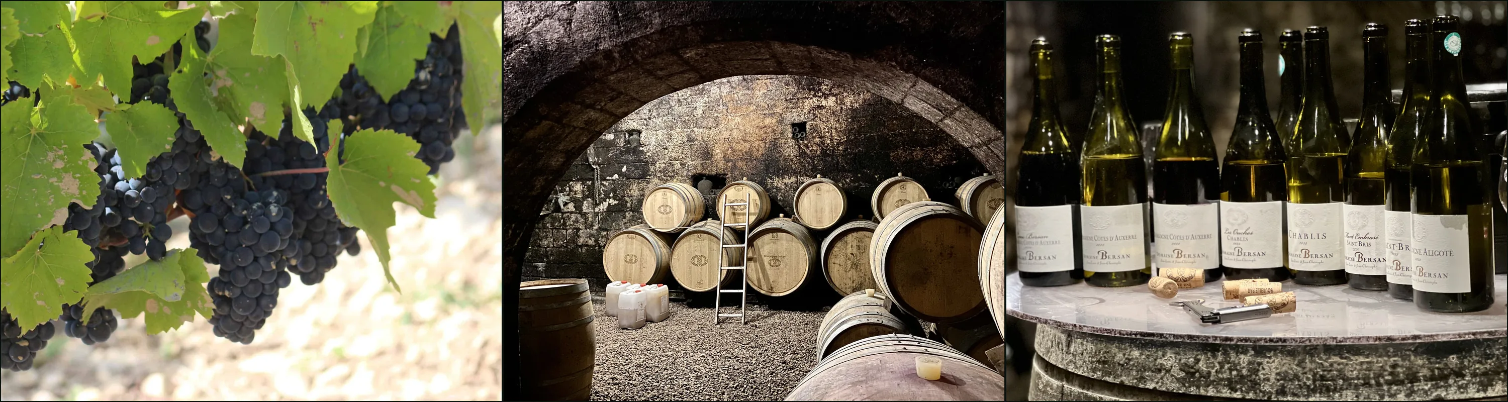 Three photographs: black grapes on the vine, a barrel cellar under a low stone arch, bottles labelled Domaine Bersan on a barrel-top table