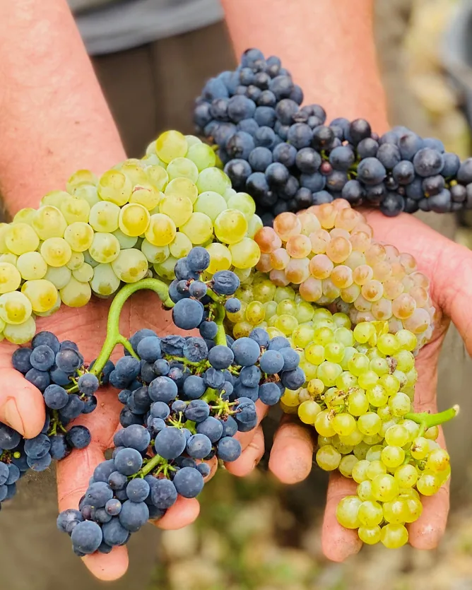 Domaine Jean-Louis & Jean-Christophe Bersan &mdash; verified Wine producer