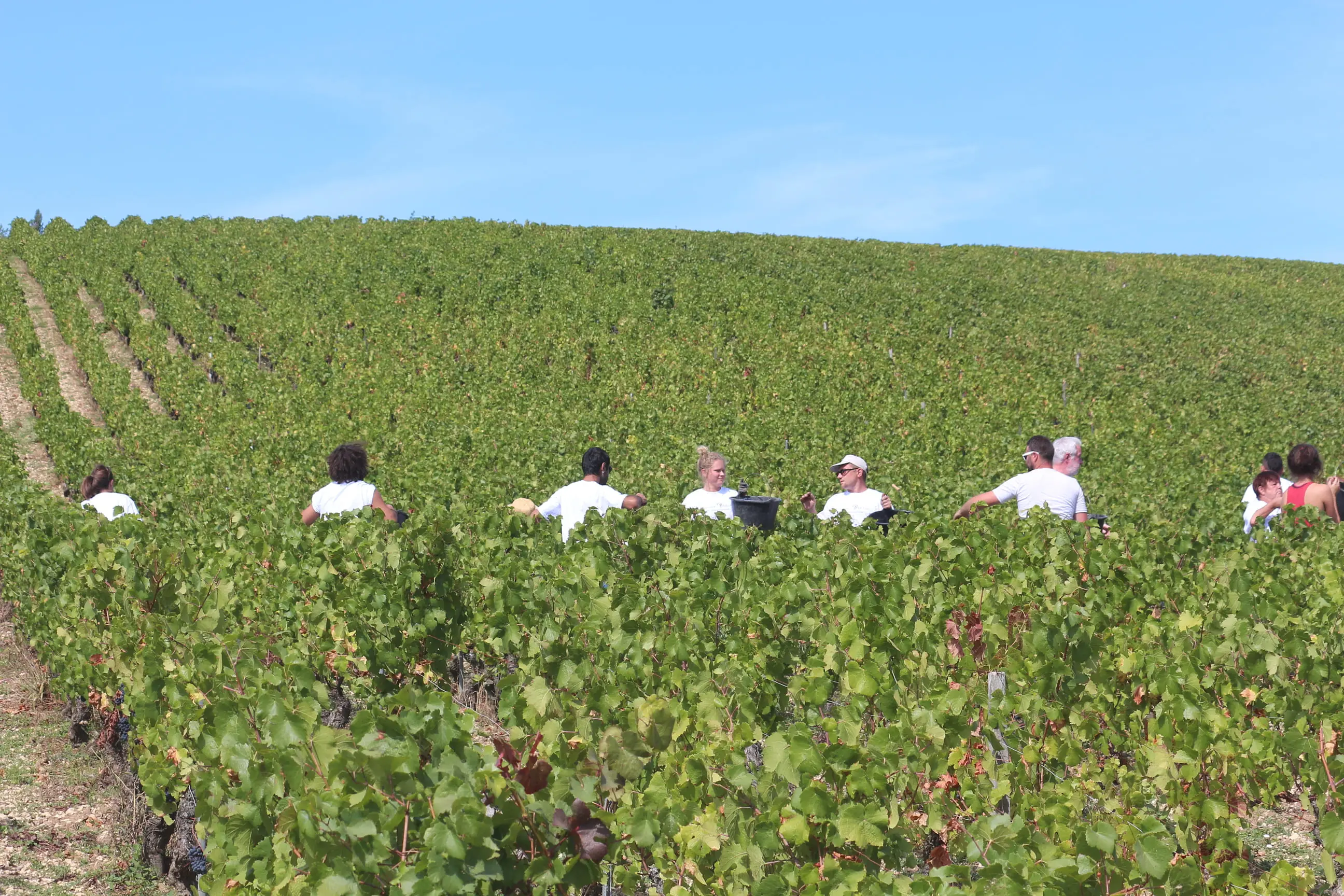 A harvest crew in white T-shirts working along a vineyard slope, a black bucket among them, under a clear blue sky