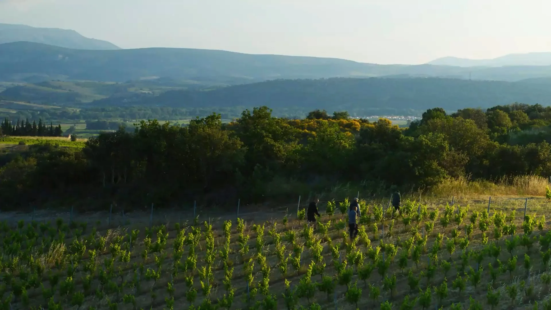 Four people walk between young vine rows at the edge of woodland, with layered blue hills behind in evening light