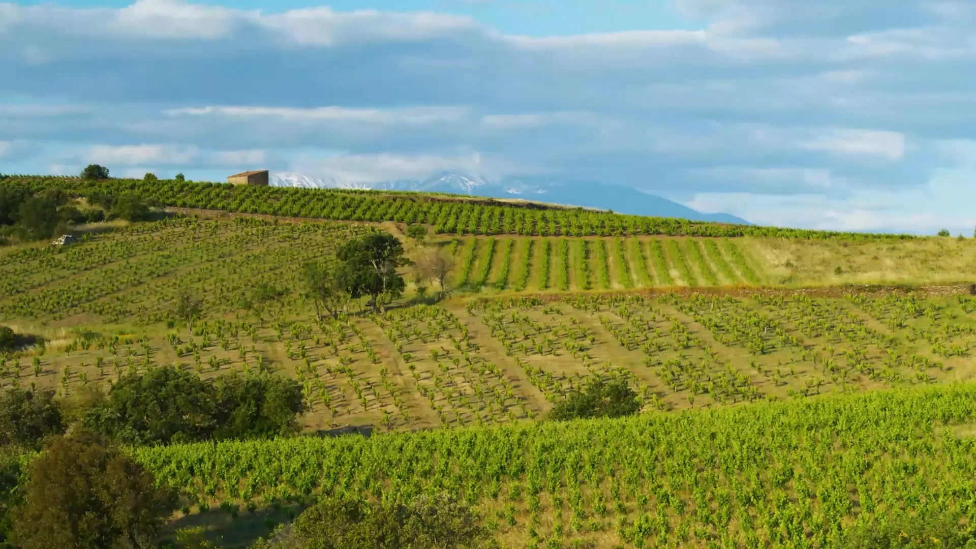 A hillside of young vines in rows with a small stone hut on the skyline and a snow-capped peak in the distance