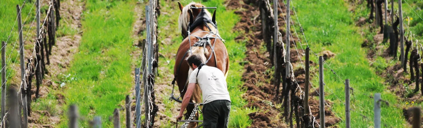 Domaine Marc Kreydenweiss