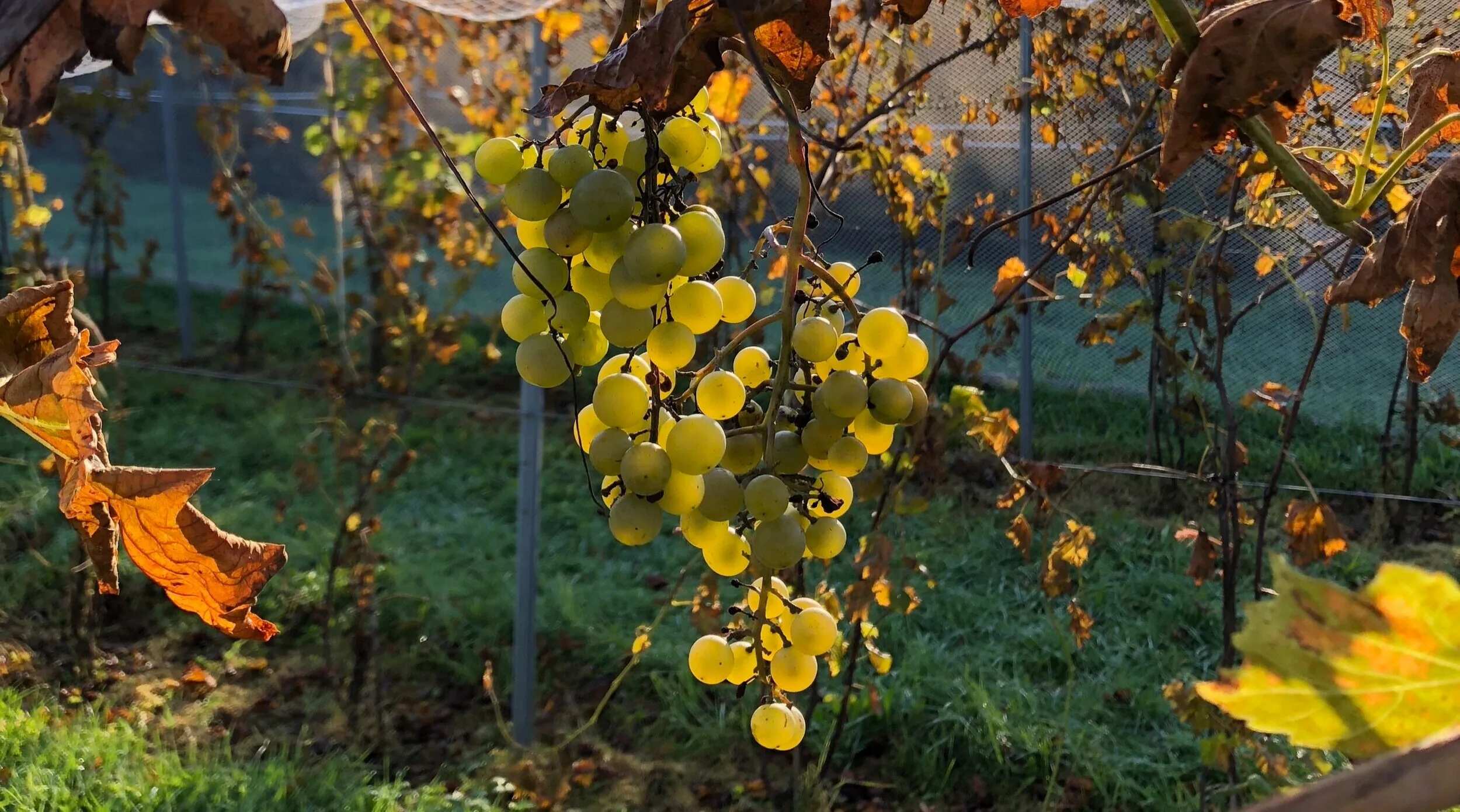 A bunch of pale green-yellow grapes backlit on the vine, autumn leaves around it and netting and a fence behind