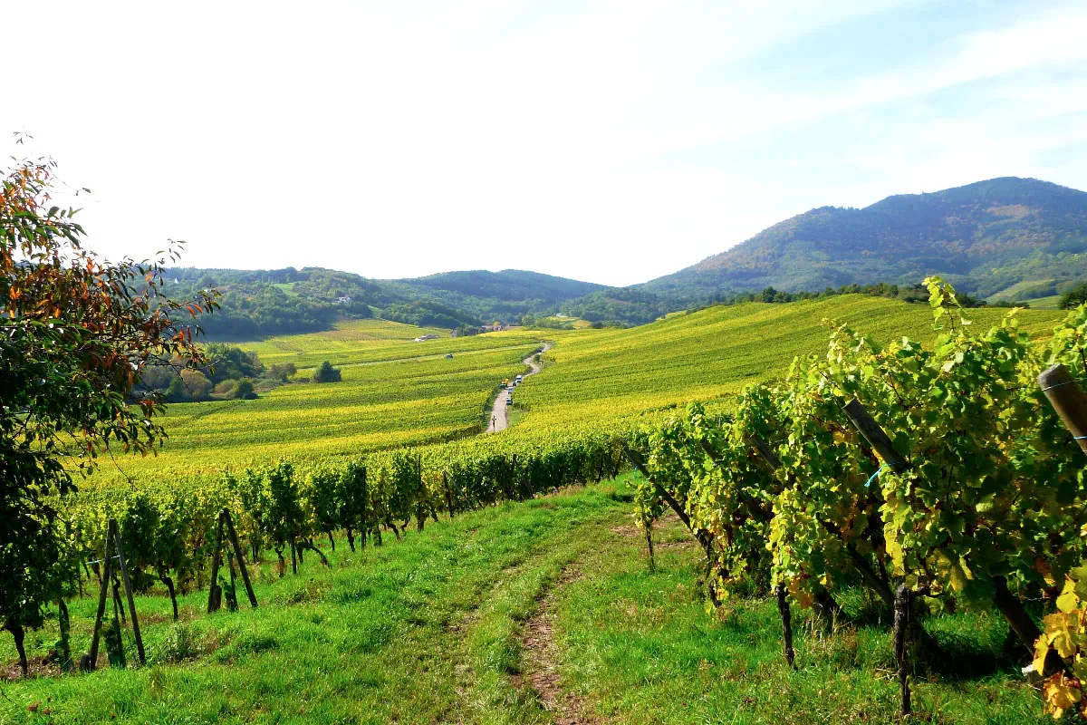 Domaine Ostertag