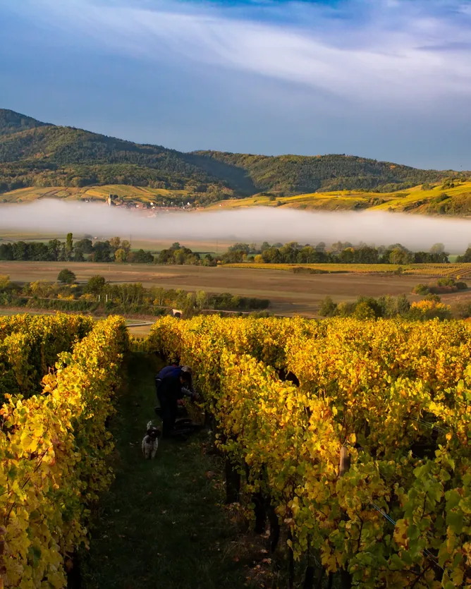 Domaine Ostertag