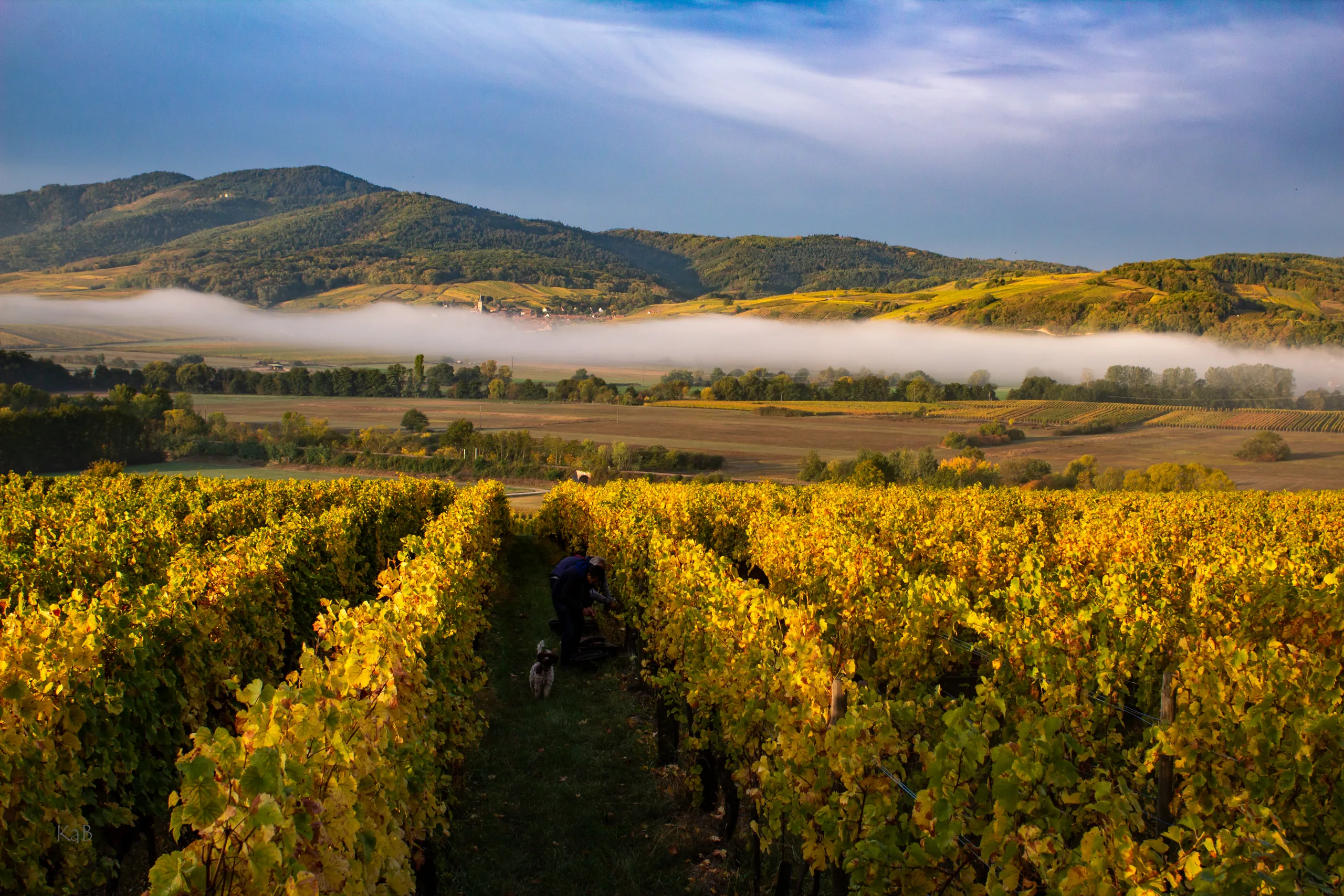 Domaine Ostertag