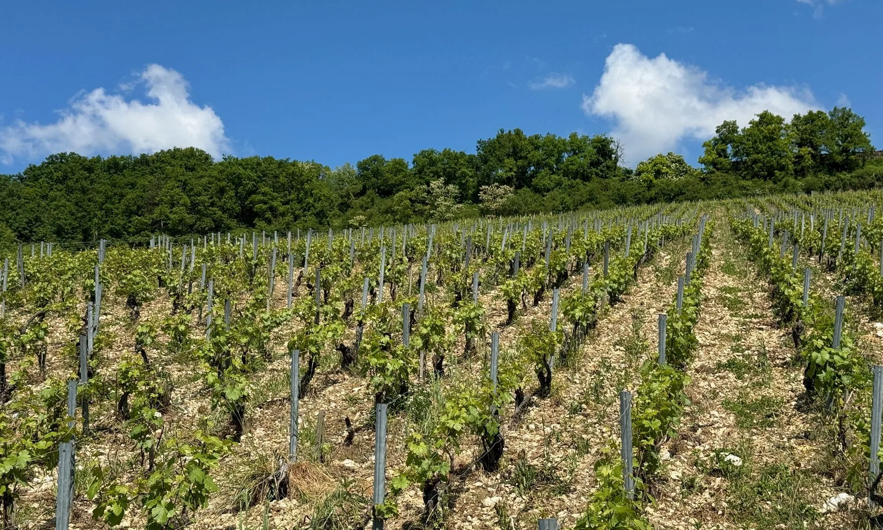 Young vines on grey stakes in rows climbing a pale, stony slope toward oak woods, at Domaine Pattes Loup in Courgis