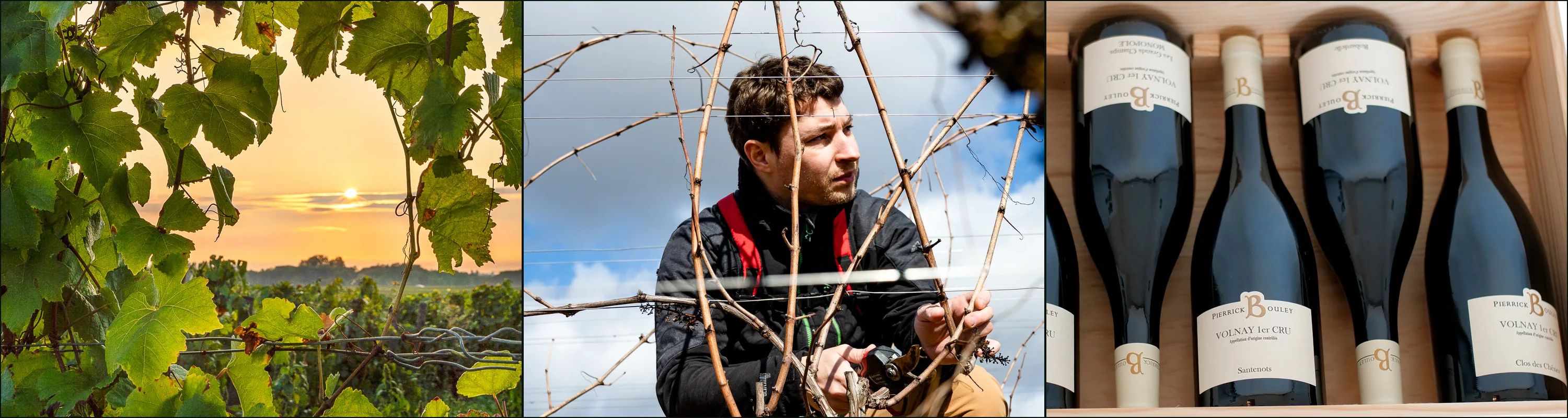 Three photographs at Domaine Pierrick Bouley: sun through vine leaves above a vineyard, a young man pruning a bare vine, Volnay 1er Cru bottles in a wooden case