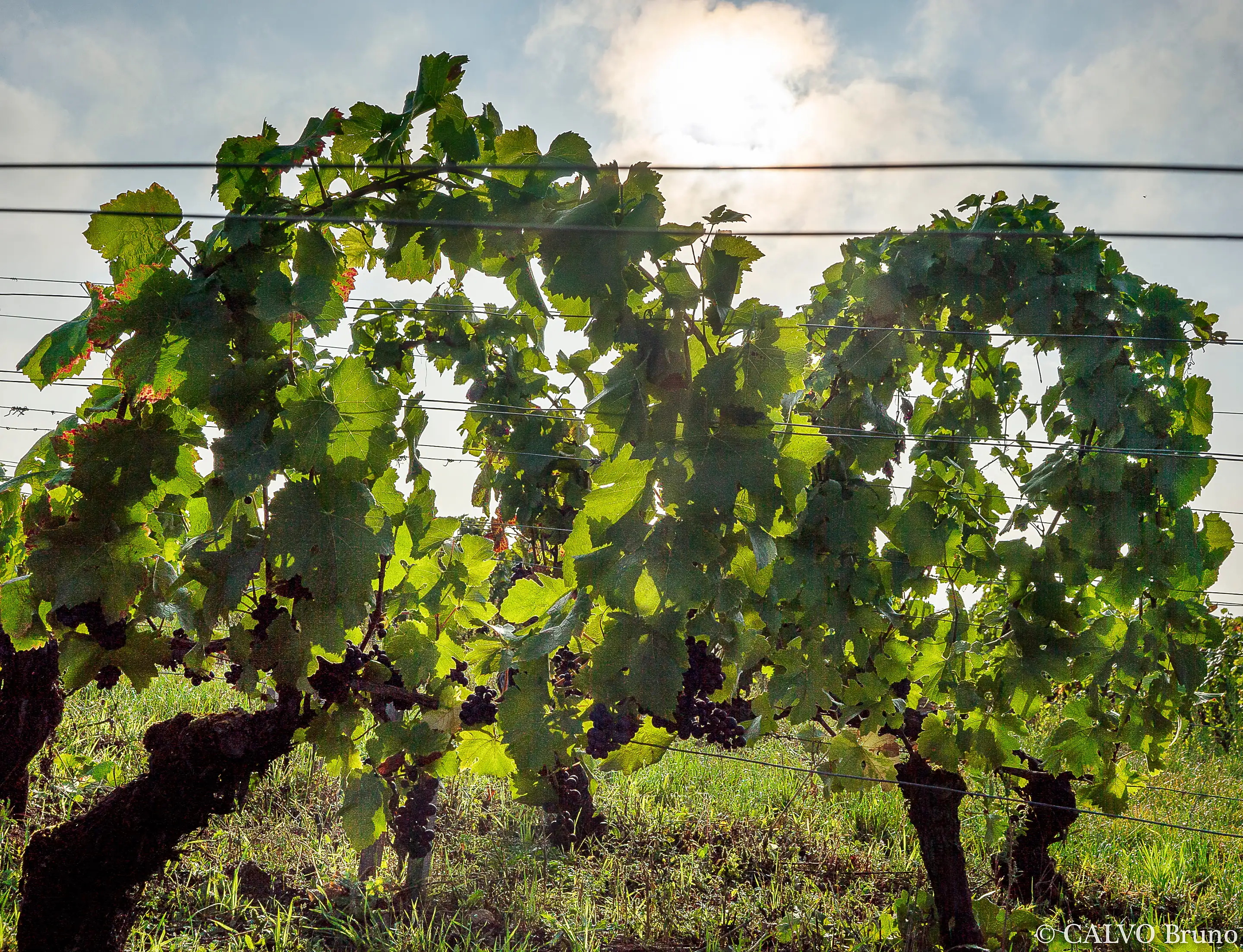 Two old gnarled vines arched over trellis wires, black grapes hanging below and a hazy sun behind, at Domaine Pierrick Bouley