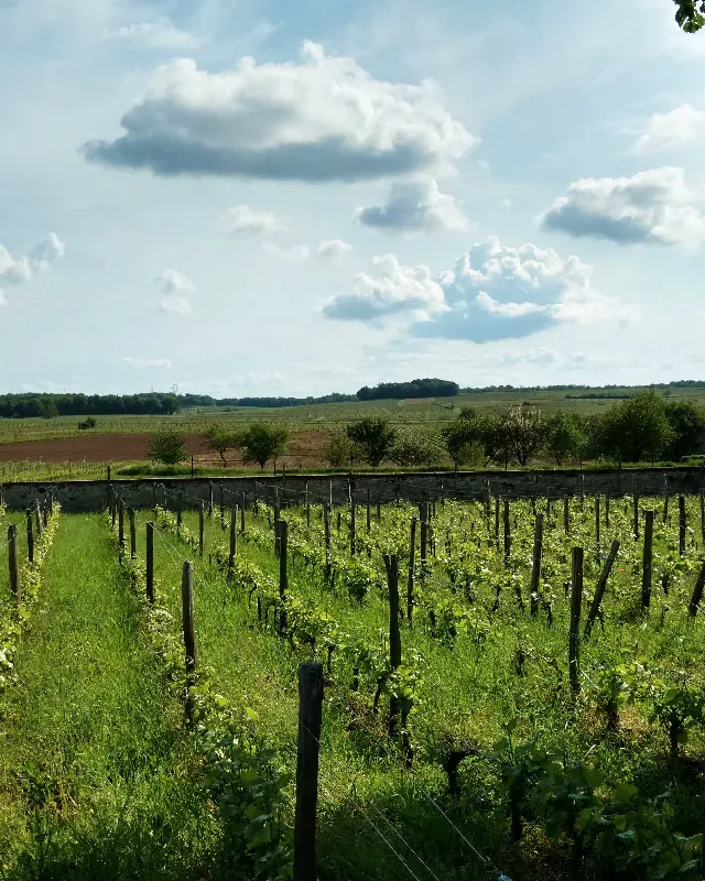 Domaine Thierry Germain / Roches Neuves