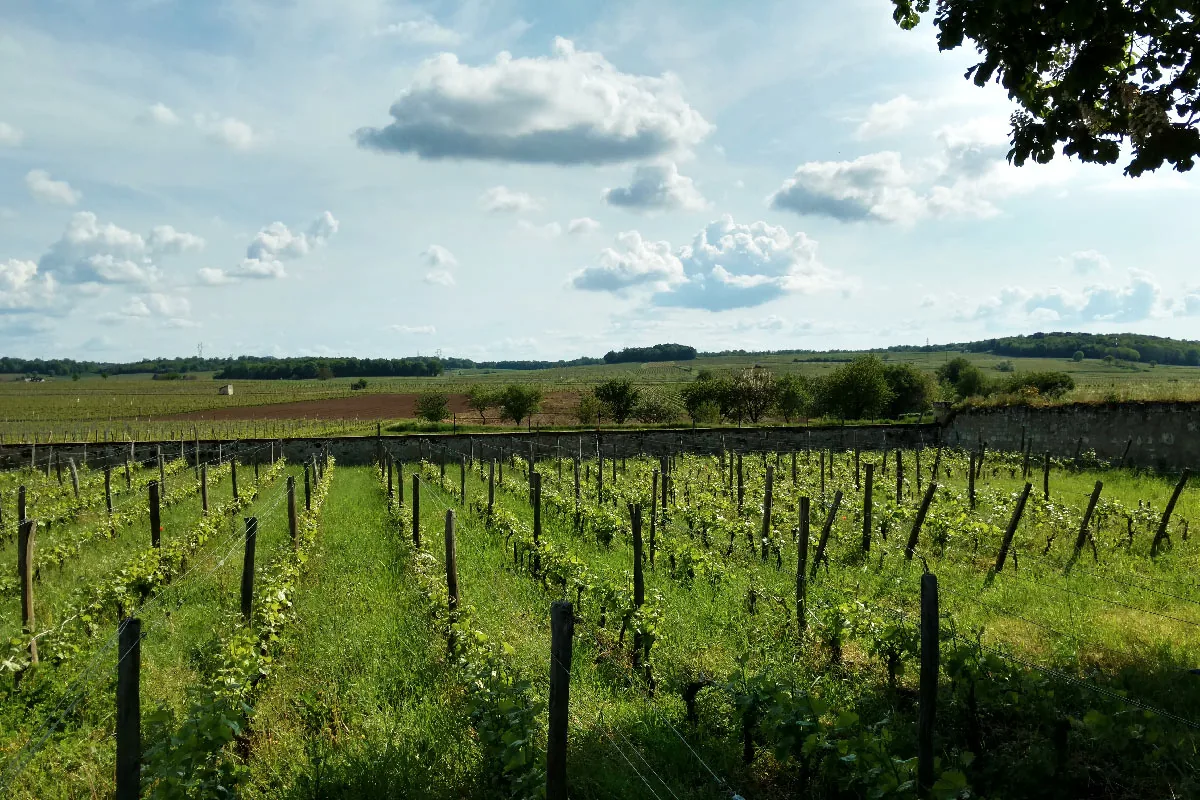 Domaine Thierry Germain / Roches Neuves
