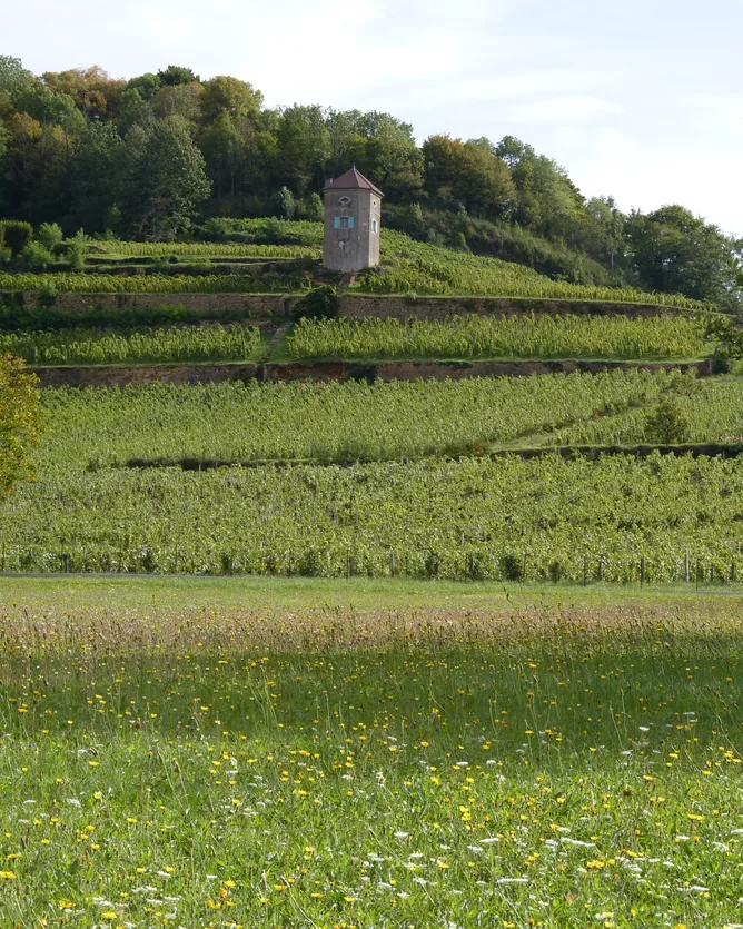 Domaine Tissot