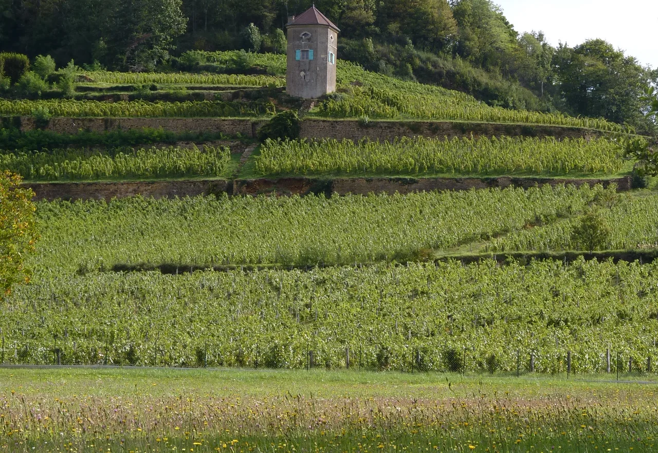 Domaine Tissot