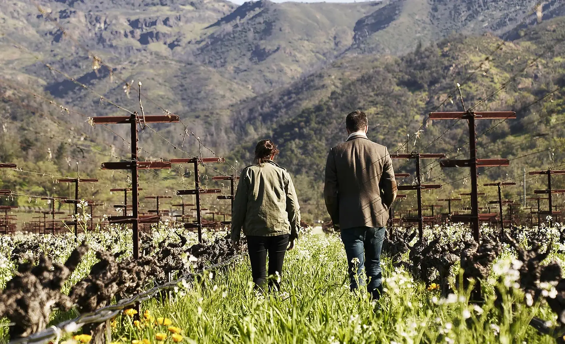 Two people seen from behind walk through grass and white wildflowers between old, gnarled vines on wooden posts, mountains beyond