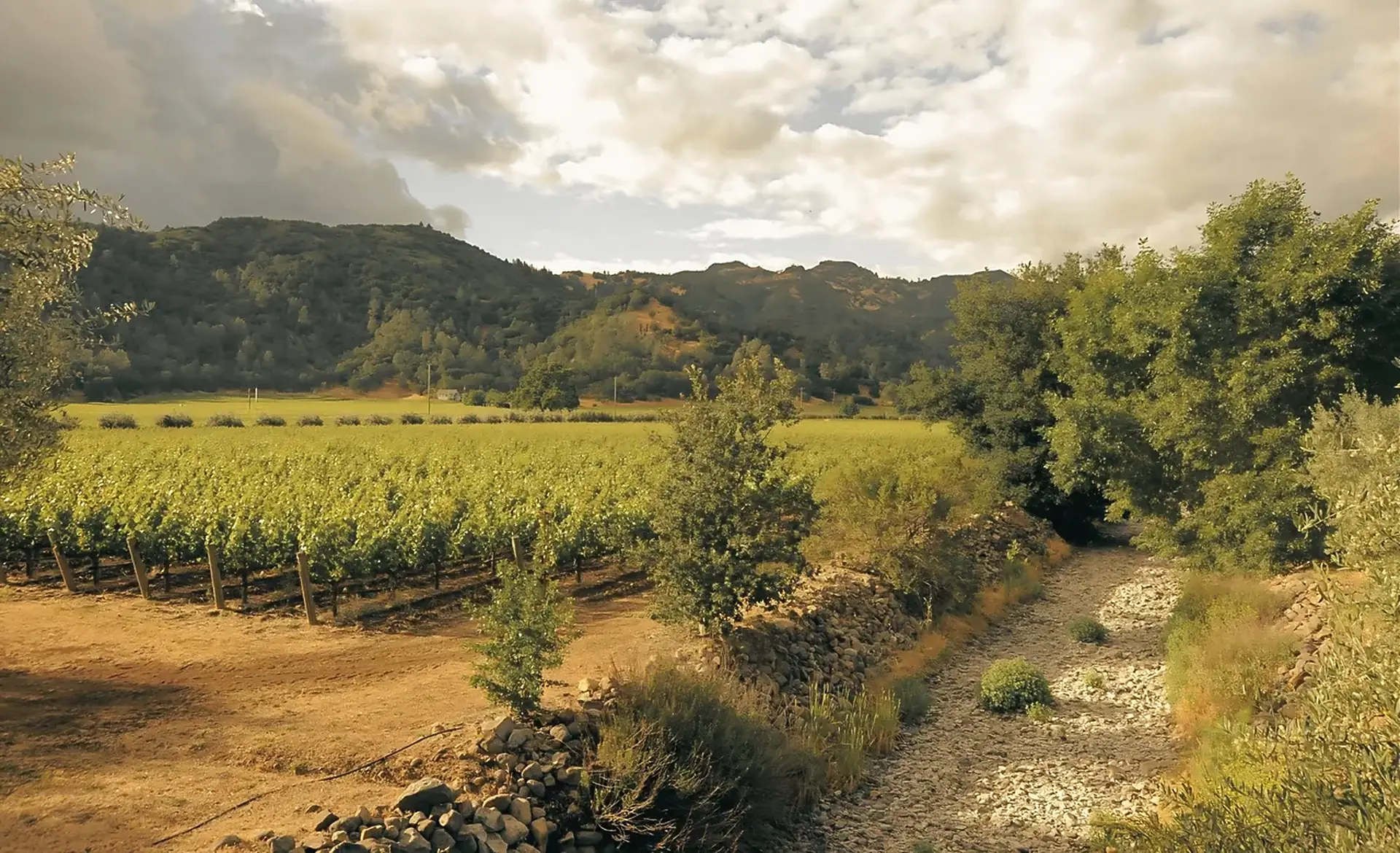 Vine rows beside a dry, stony creek bed and low stone walls, with wooded hills and a cloudy sky behind