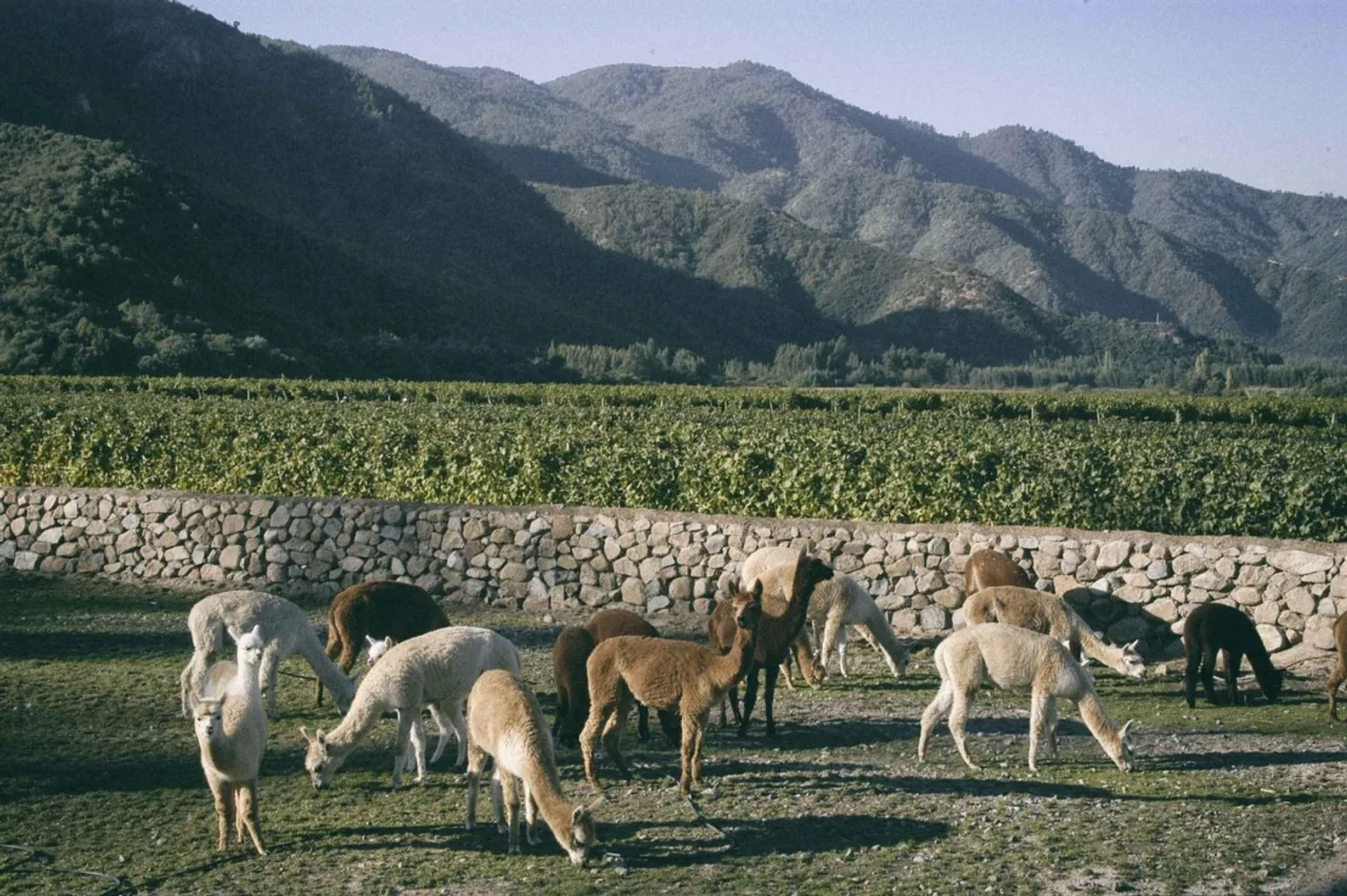 Emiliana Organic Vineyards