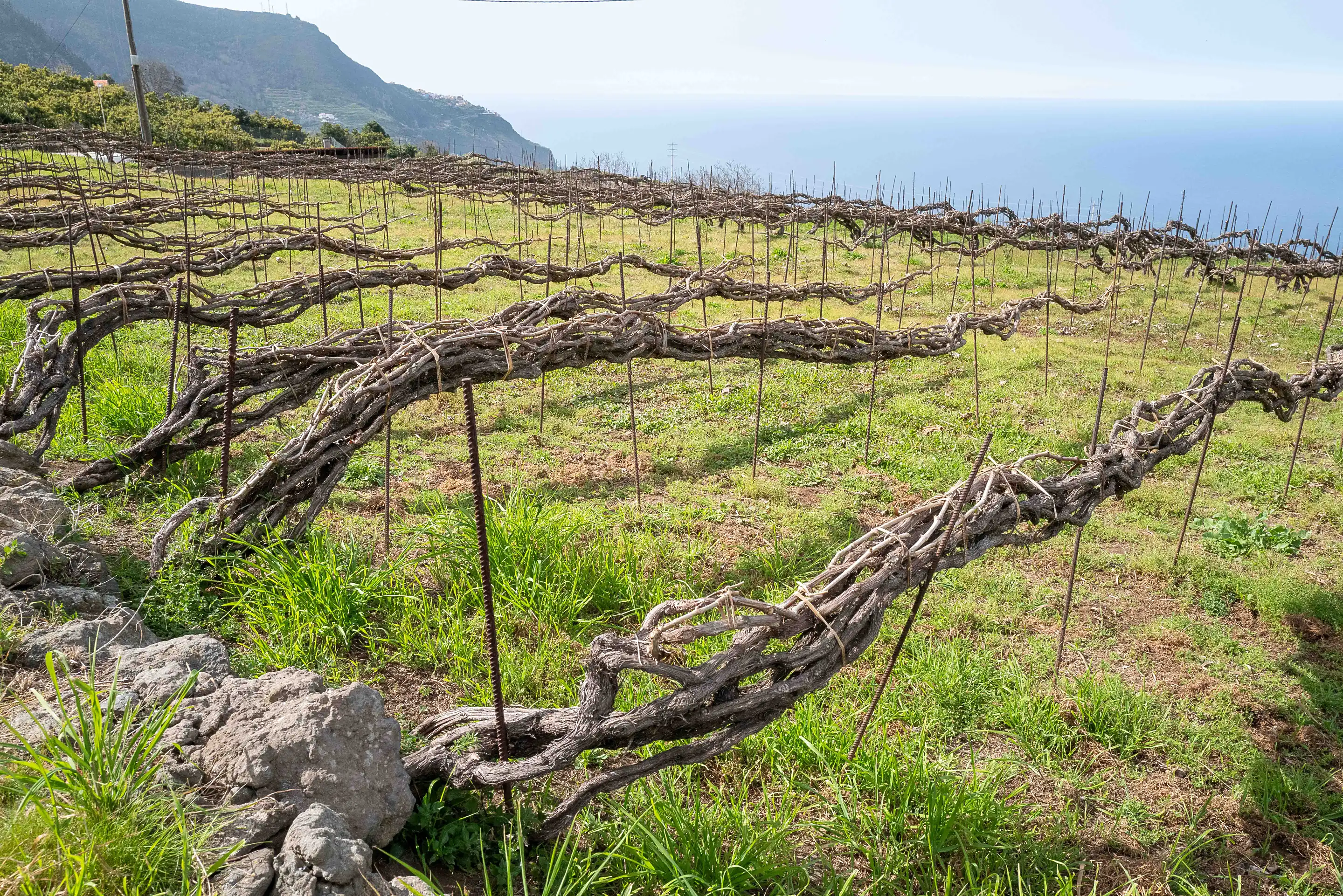 Old vines trained as long, braided cordons low over grass, with stones at left and the sea beyond a headland