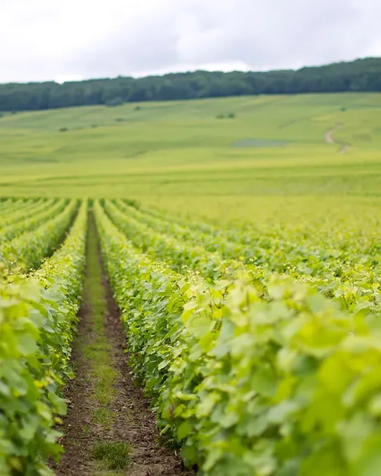Eric Rodez &mdash; verified Champagne producer